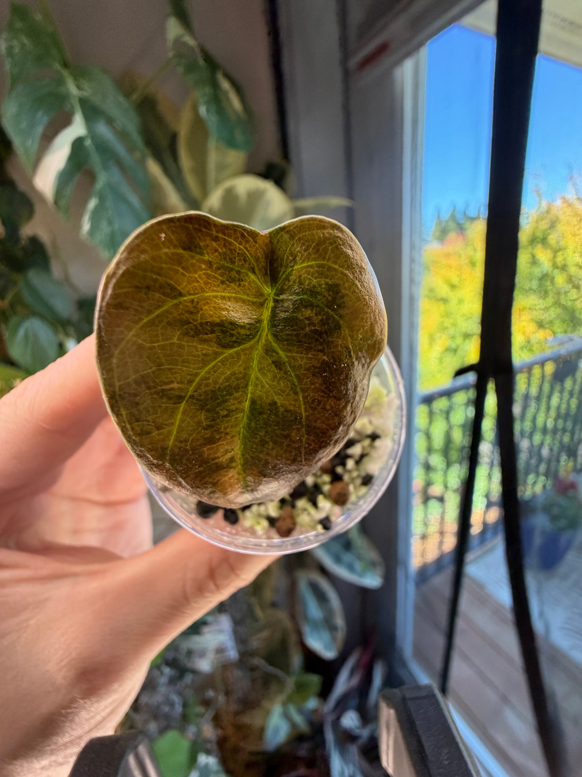 Alocasia Cuprea Latte