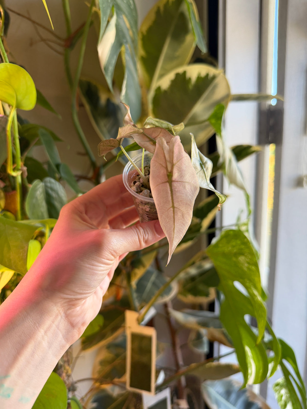 Alocasia Pink Ghost