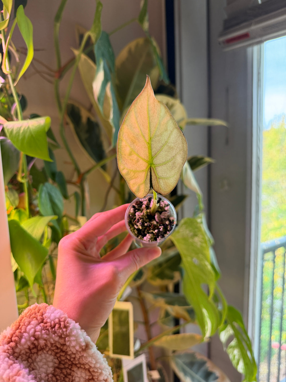 Alocasia Regal Shield Albo