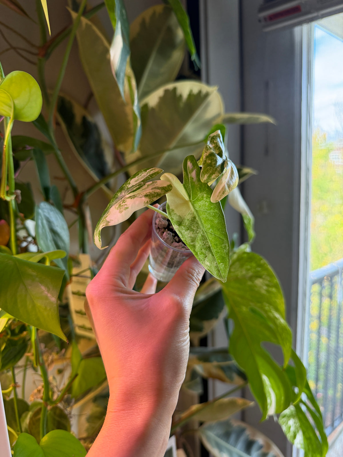 Alocasia Longiloba Grandis Aurea