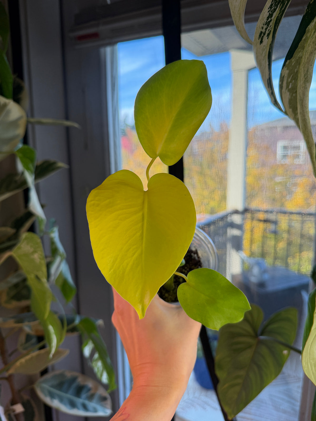 Monstera Lemon Lime