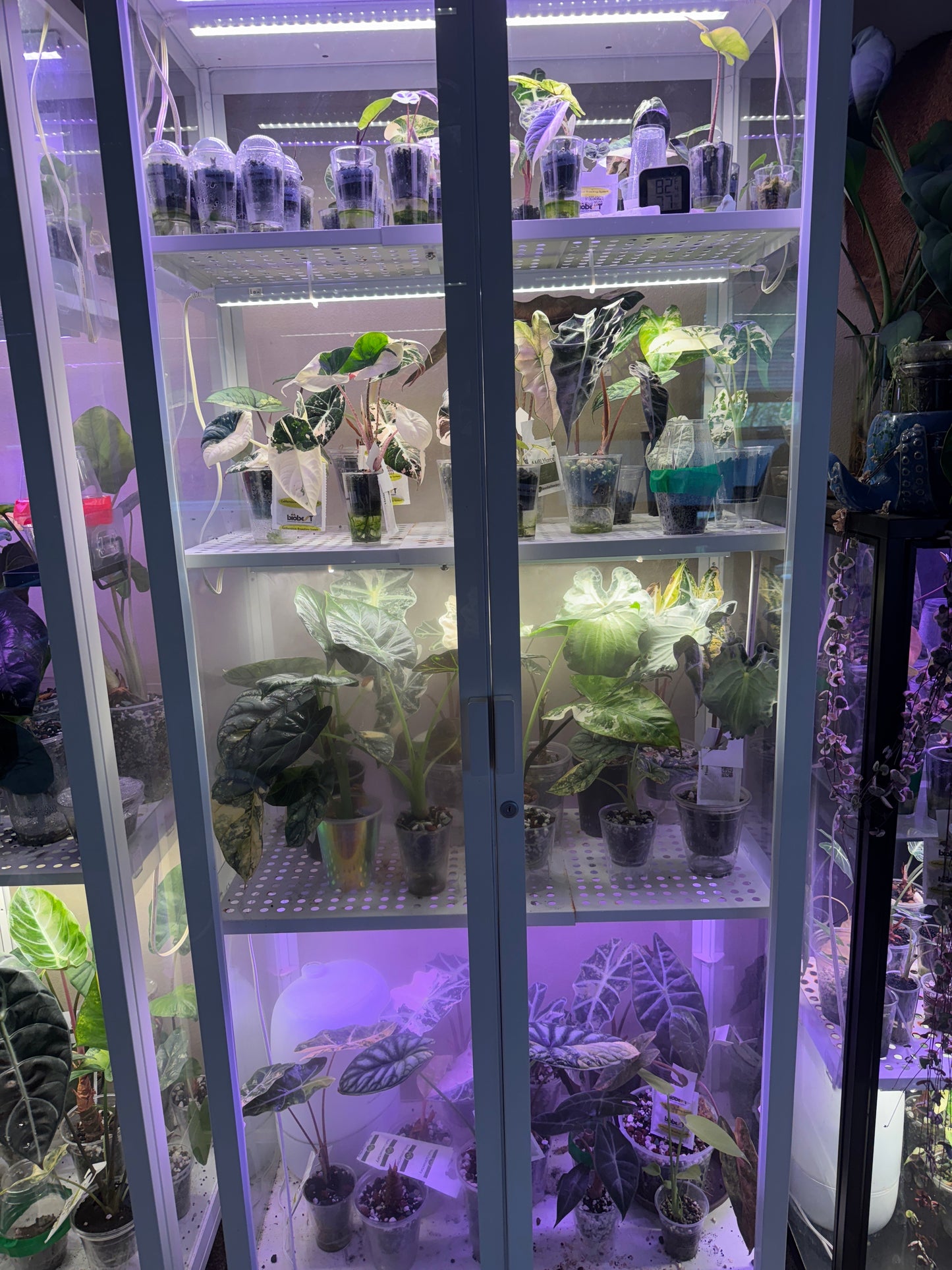 Rare Mystery Box, Corms/Cuttings/Small Plants 1-4+