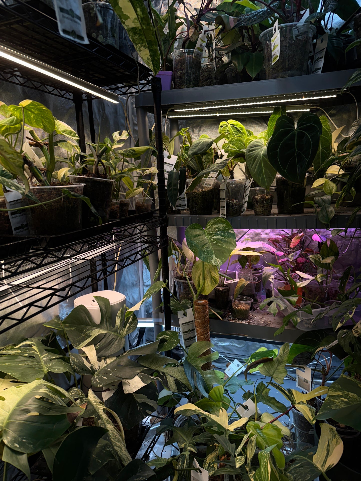 Rare Mystery Box, Corms/Cuttings/Small Plants 1-4+