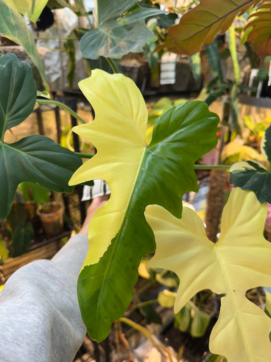 Philodendron Golden Dragon Albo