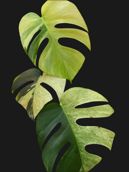 Monstera Mint NOID