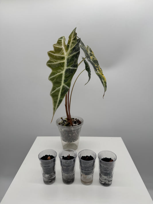 Alocasia Corm Mystery Bundle