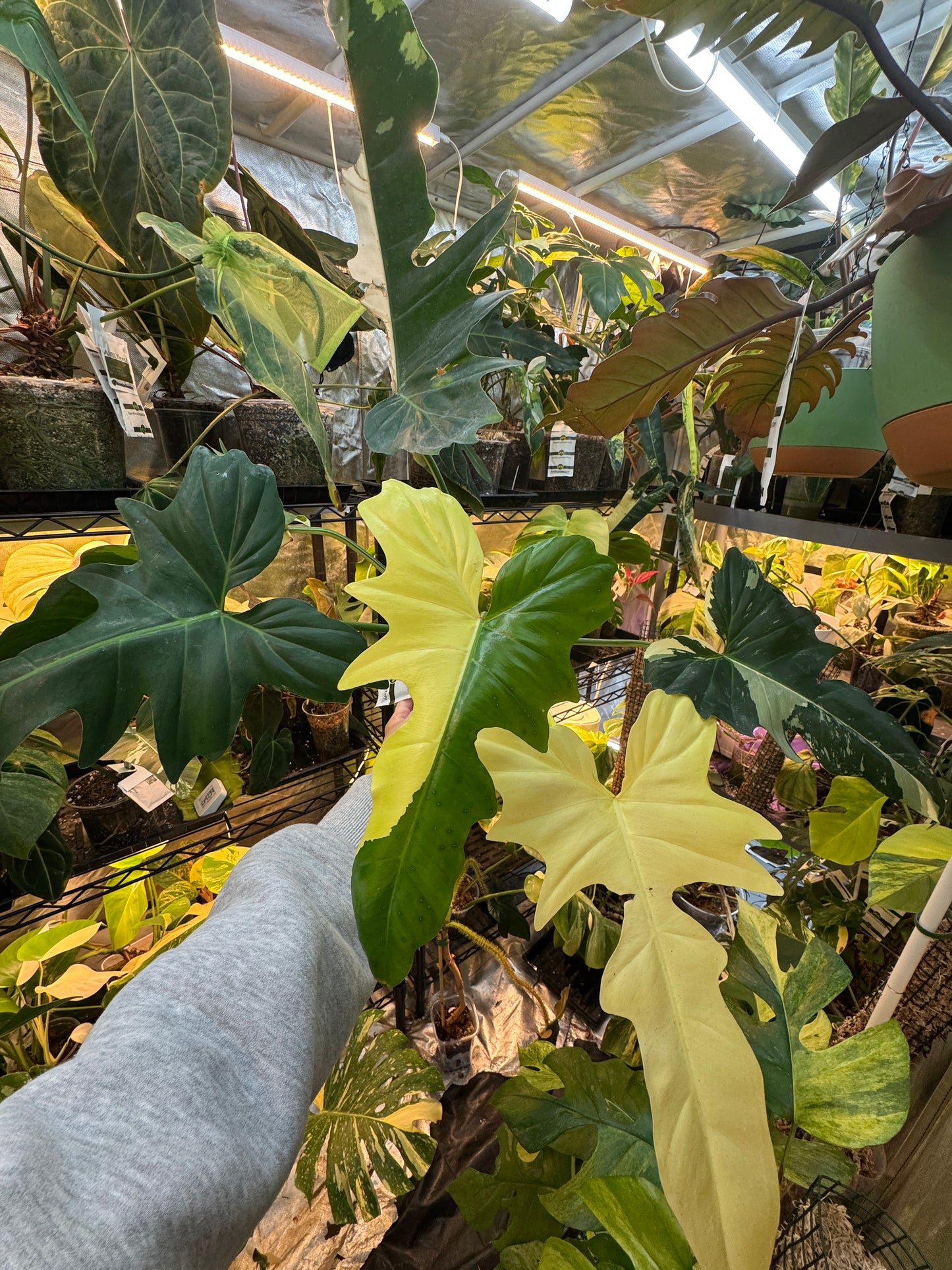 Philodendron Golden Dragon Albo