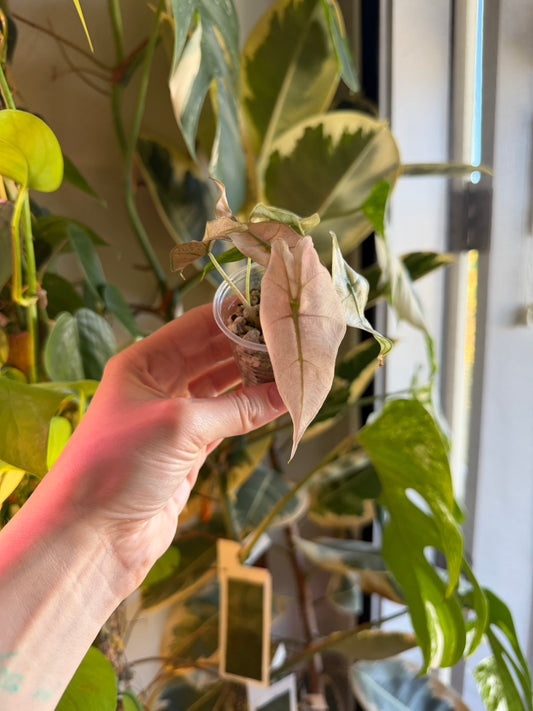 Alocasia Pink Ghost