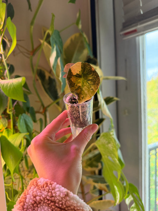 Alocasia Cuprea Latte