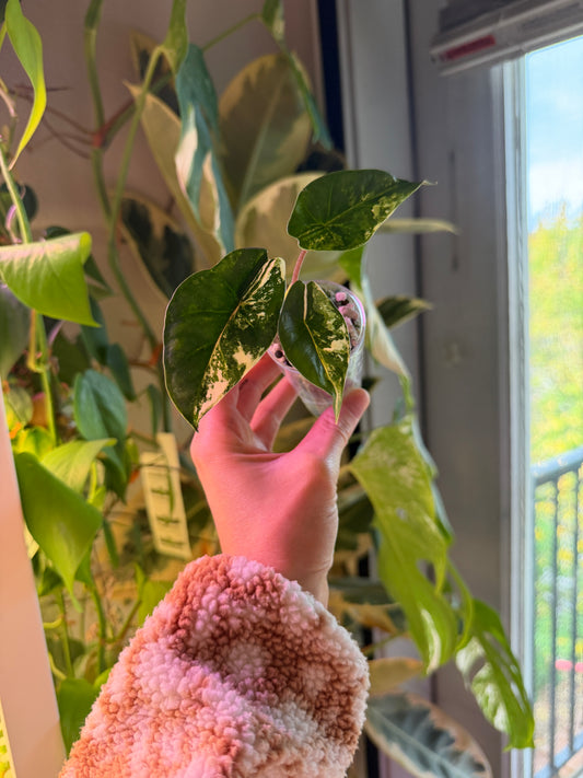 Alocasia Heterophylla 'Metallic Blue Albo'