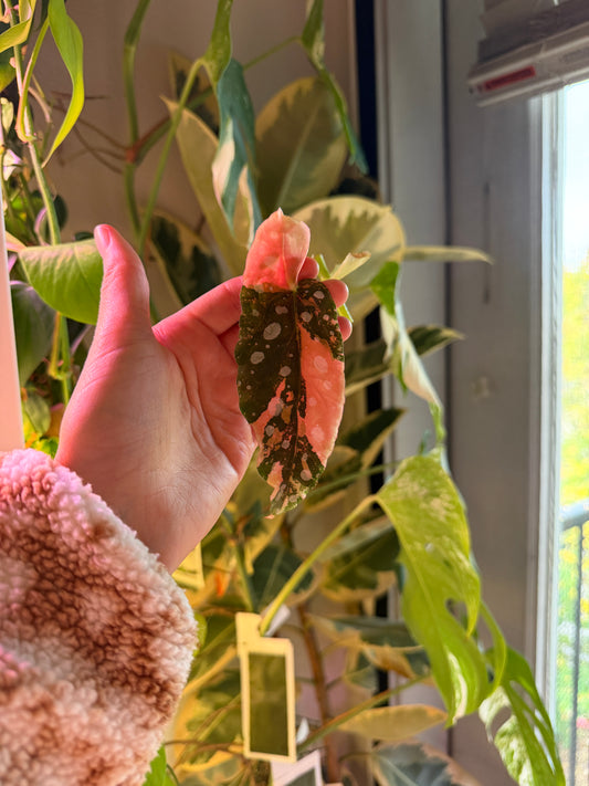 Begonia Pink Maculata Fresh Mid Cut w Node