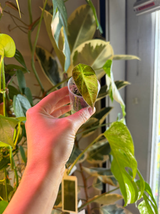 Alocasia Gold Black Velvet
