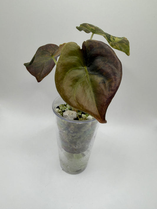 Alocasia Cuprea Latte