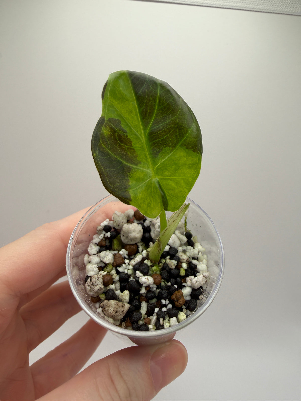 Alocasia GOG Regal Shield