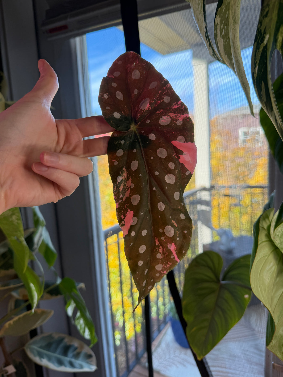 Begonia Pink Maculata Fresh Mid Cuttings - Grower's Choice