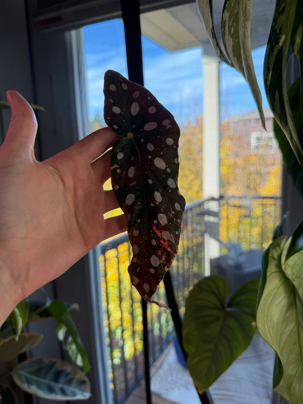 Begonia Pink Maculata Fresh Mid Cuttings - Grower's Choice