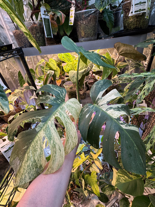 Monstera Mint NOID