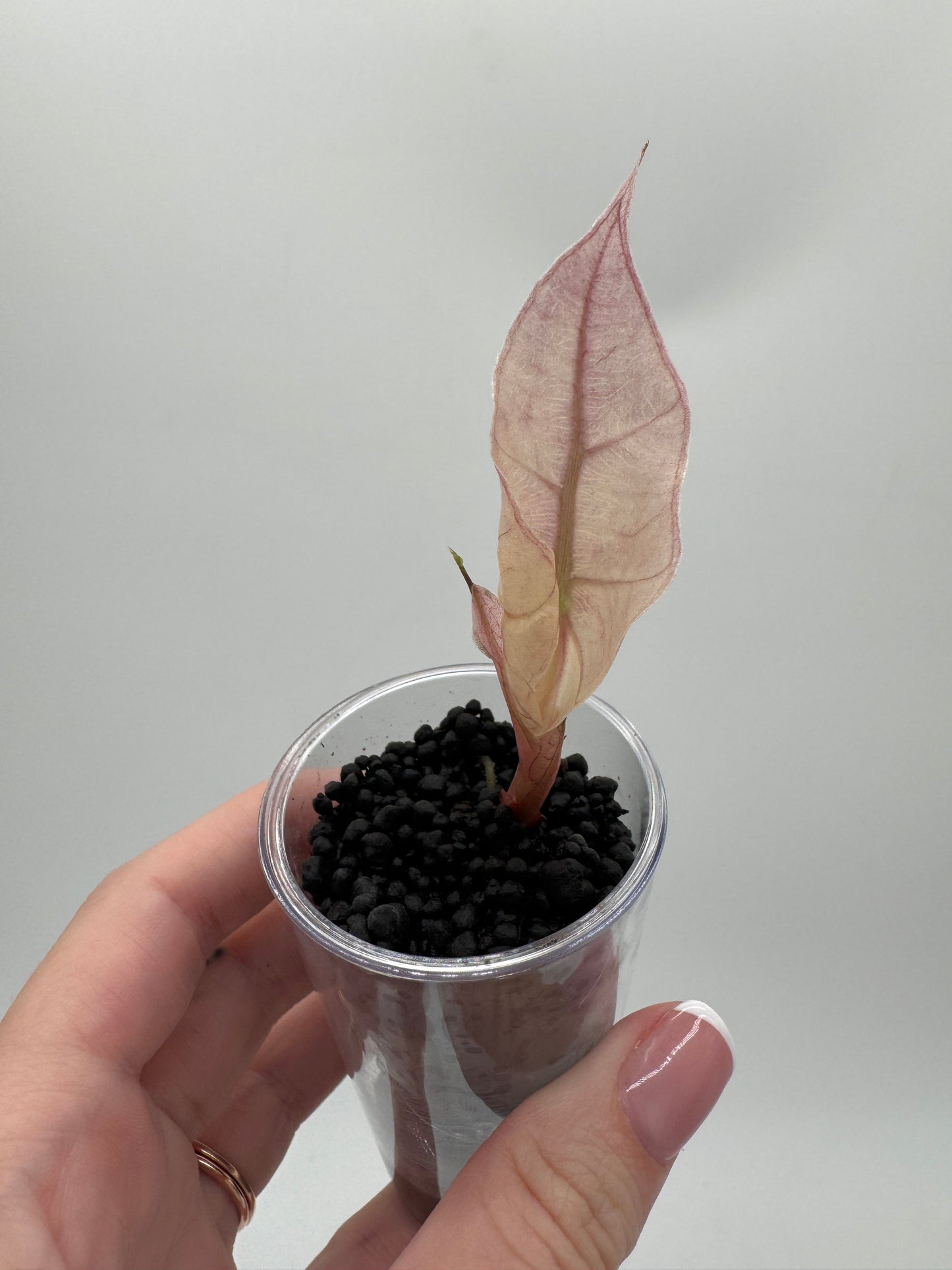 Alocasia Pink Thai Amazonica