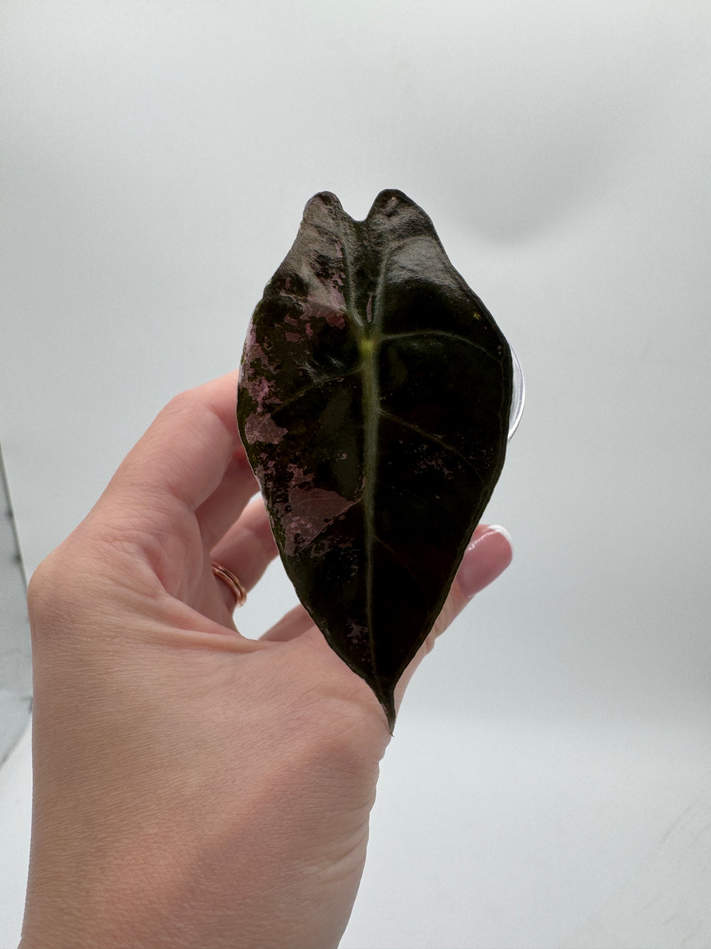 Alocasia Pink Thai Amazonica