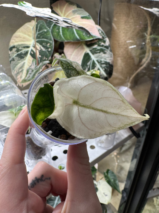 Alocasia Pink Azlanii