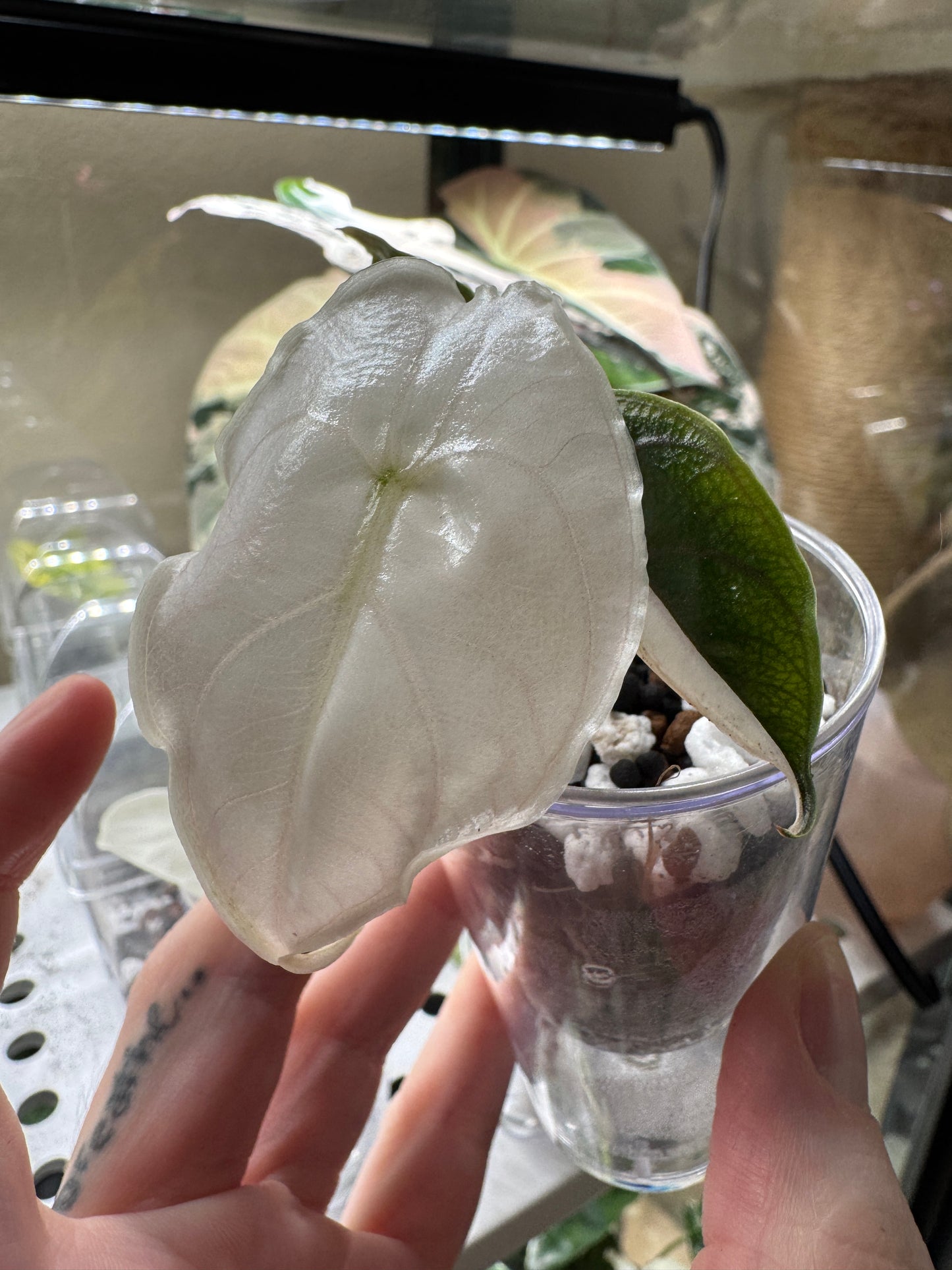 Alocasia Pink Azlanii