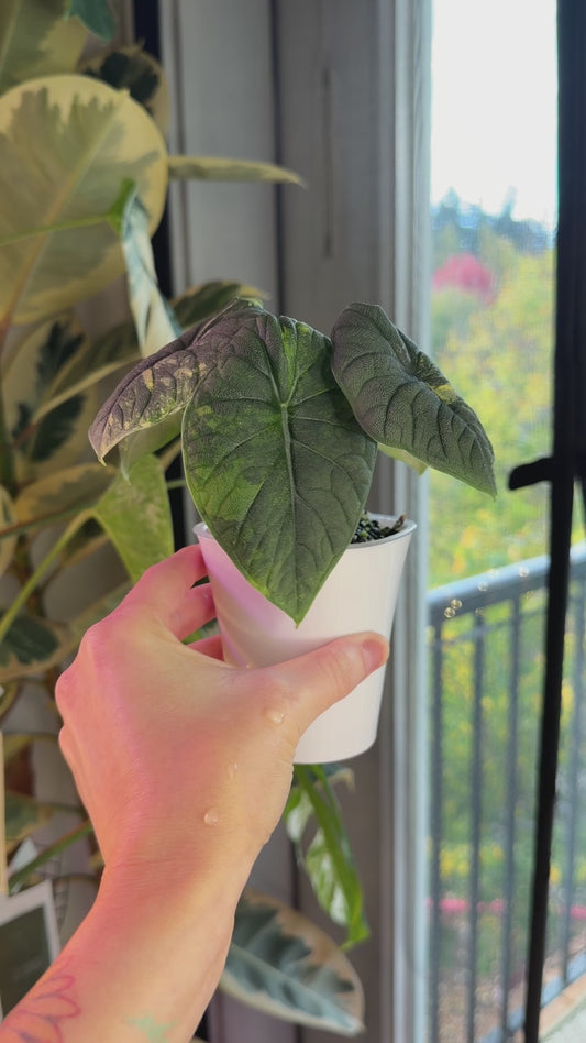 Alocasia Melo Aurea - Mother Plant #2