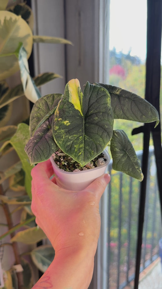 Alocasia Melo Aurea - Mother Plant