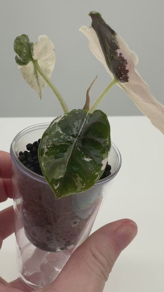 Alocasia Pink Azlanii