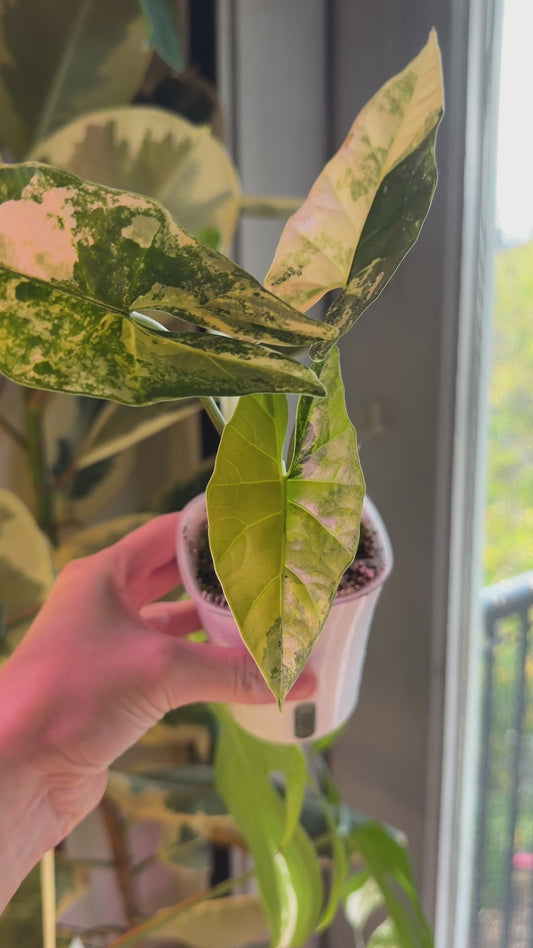 Alocasia Simpo Aurea - Mother Plant