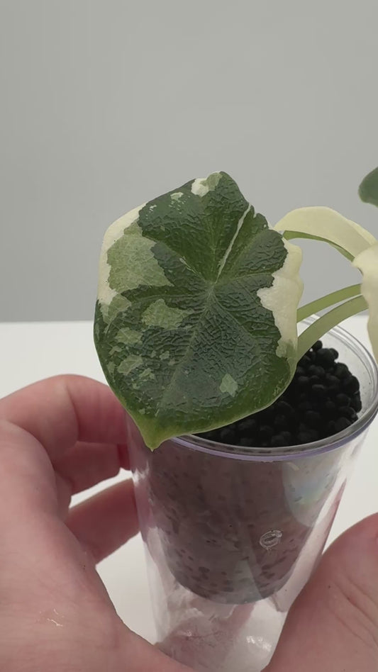 Alocasia Melo Albo